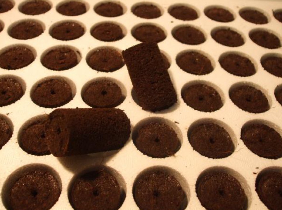 Give Your Plants the Best Start: The Reliable Start for In Vitro Plants cover