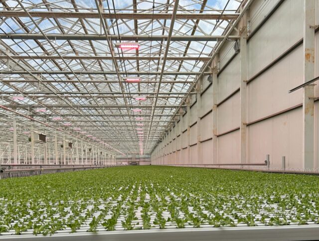 High Tech Collaboration: How Jiffy, TTA-ISO, and Local Bounti Are Working Toward a Healthier Tomorrow cover