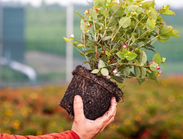​Growing Strong with Peat-Free: Jiffy’s Sustainable Solutions for the Future of Horticulture cover