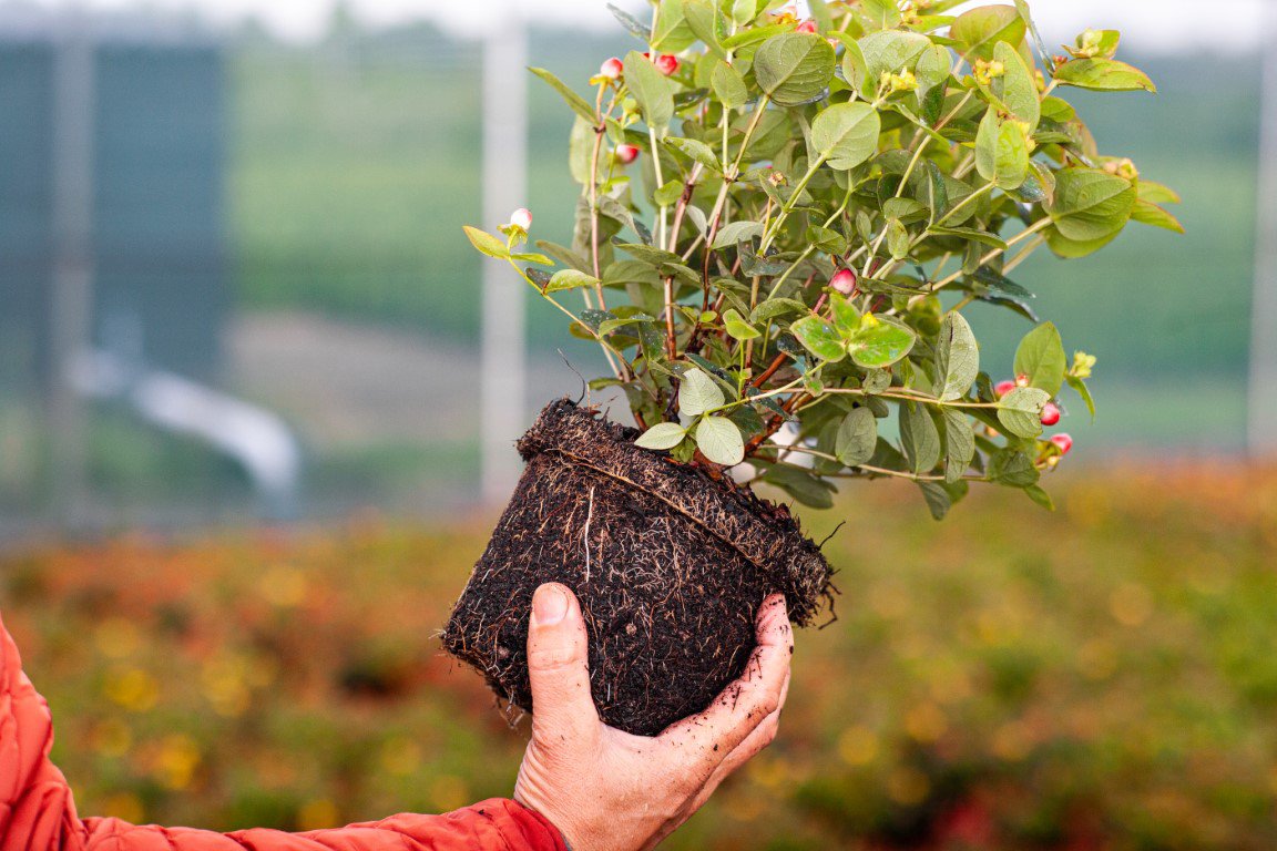 ​Growing Strong with Peat-Free: Jiffy’s Sustainable Solutions for the Future of Horticulture cover