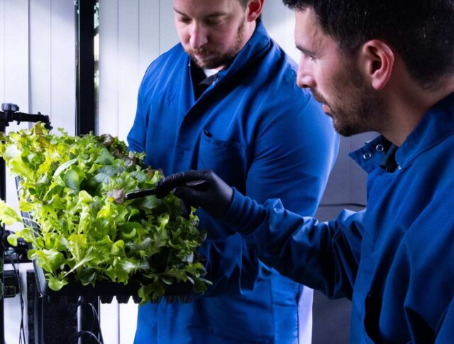Jiffy Gel Is A Fresh Solution for Food Safety in CEA cover