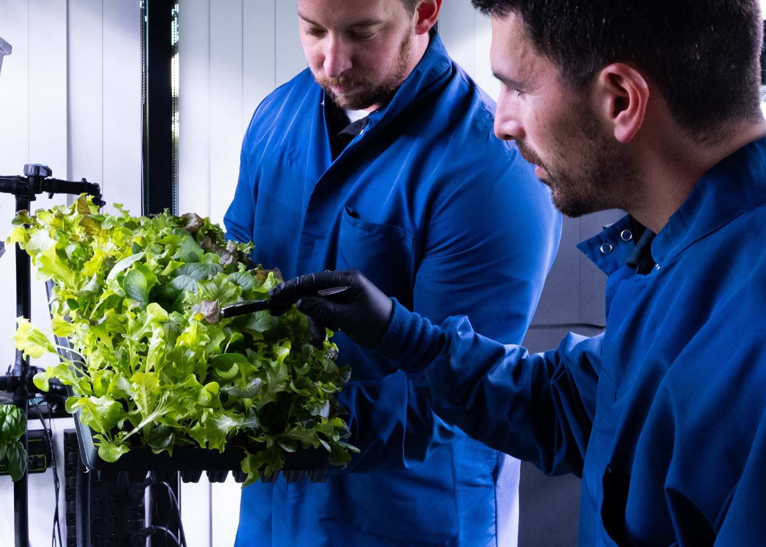 Jiffy Gel Is A Fresh Solution for Food Safety in CEA cover
