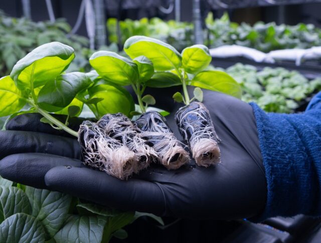 Jiffy Gel: The Sustainable Substrate Shaping the Future of CEA Growing cover