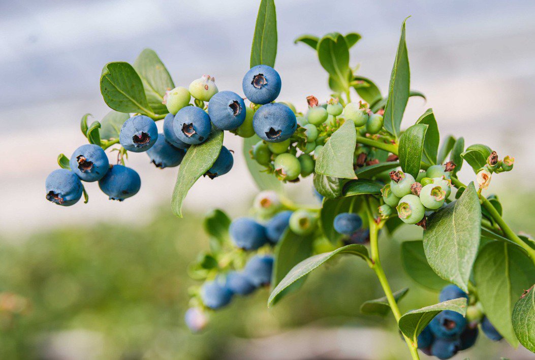 Cultivating excellence: Jiffy's evolving certification journey cover
