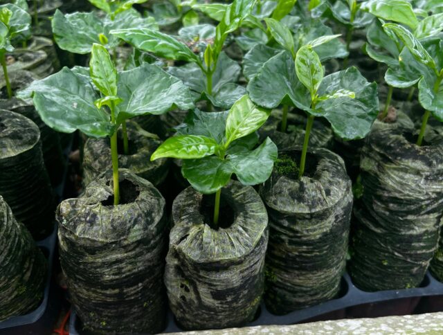 Coffee Propagation in Colombia Moves Toward a Plastic-Free Future cover