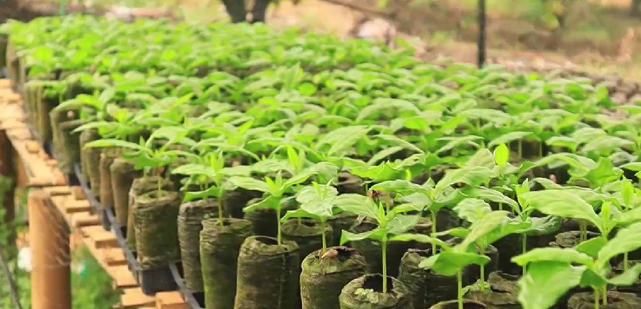 Jiffy and DISAN: Driving Reforestation in Colombia’s Amazon cover