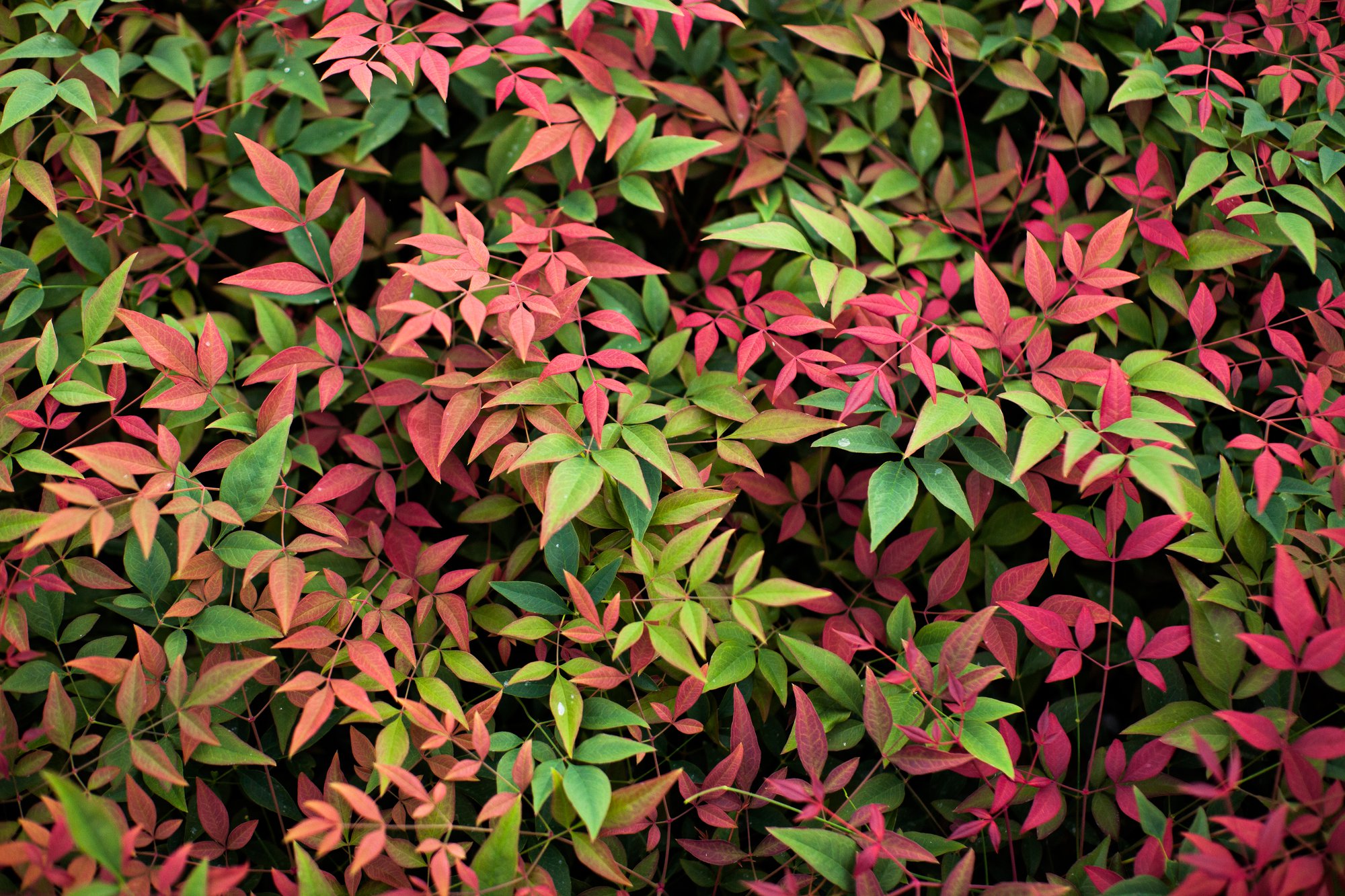 Holiday Season Closures – 2025 cover