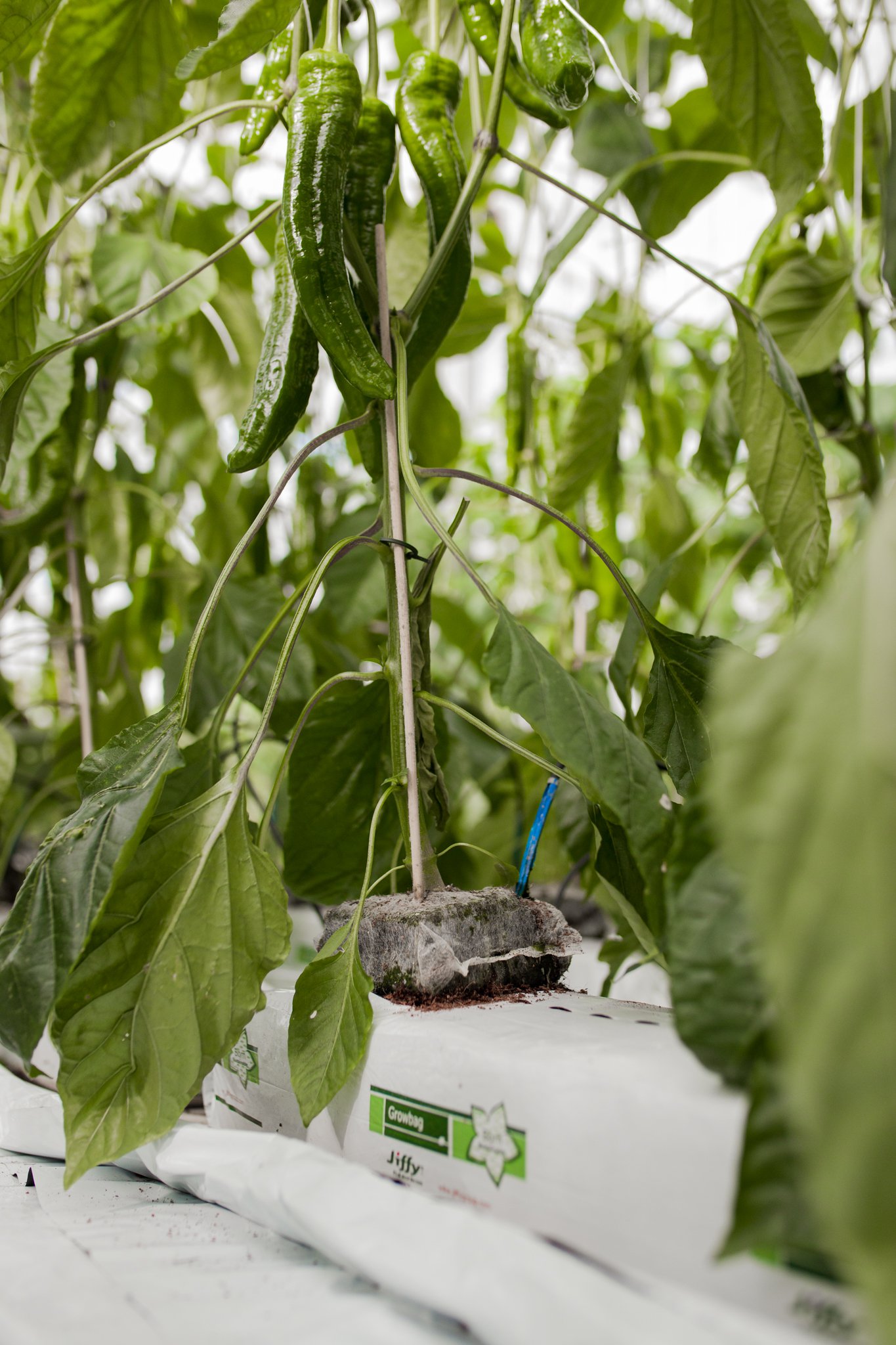 Why Vegetable Growers Use Soilless Cultivation cover