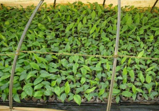 6 Trends Shaping the Global Banana Market cover