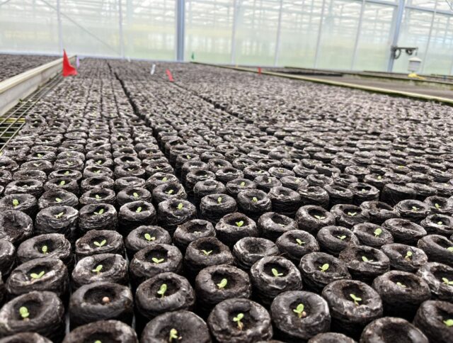 How Growing Media Choices Can Improve Logistics for Professional Growers cover