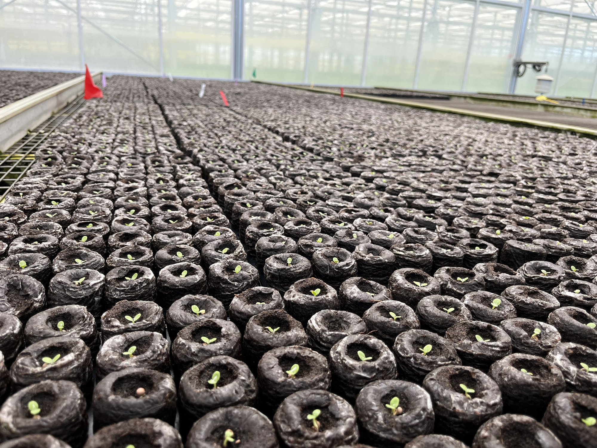 How Growing Media Choices Can Improve Logistics for Professional Growers cover