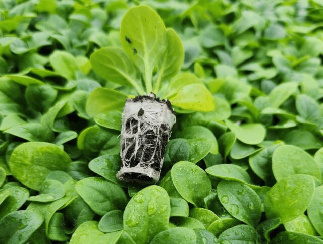 Innovation Rooted in Grower Needs: How Jiffy Is Shaping the Future of Propagation cover
