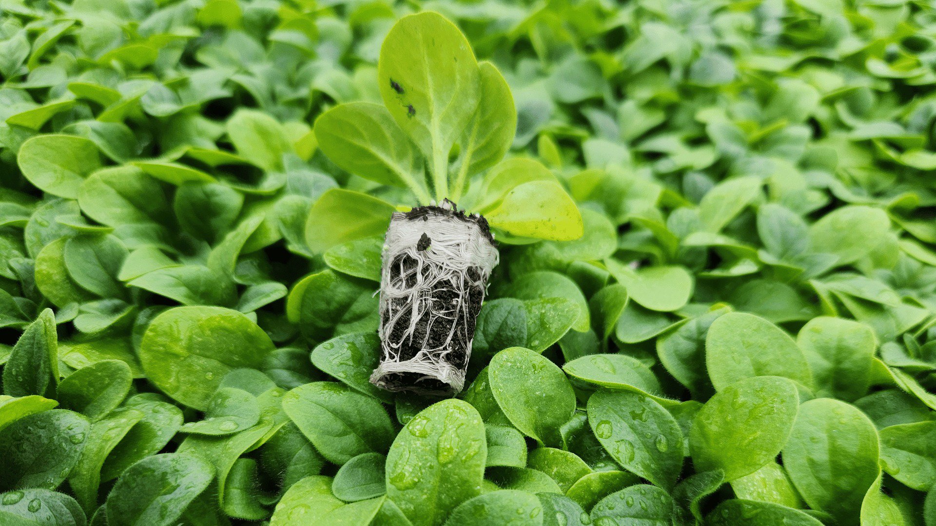 Innovation Rooted in Grower Needs: How Jiffy Is Shaping the Future of Propagation cover