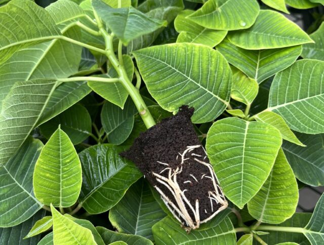 ​Early Decisions, Holiday Results: Growing Media Considerations for Poinsettias cover