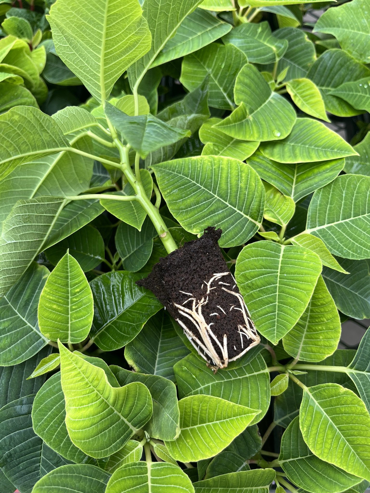 ​Early Decisions, Holiday Results: Growing Media Considerations for Poinsettias cover