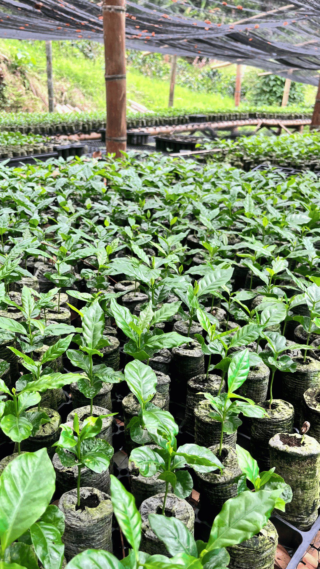 Coffee Production in Latin America: Market Trends, Sustainability, and the Role of Propagation Media cover