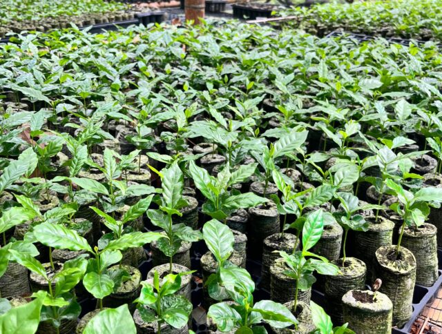 Coffee Production in Latin America: Market Trends, Sustainability, and the Role of Propagation Media cover