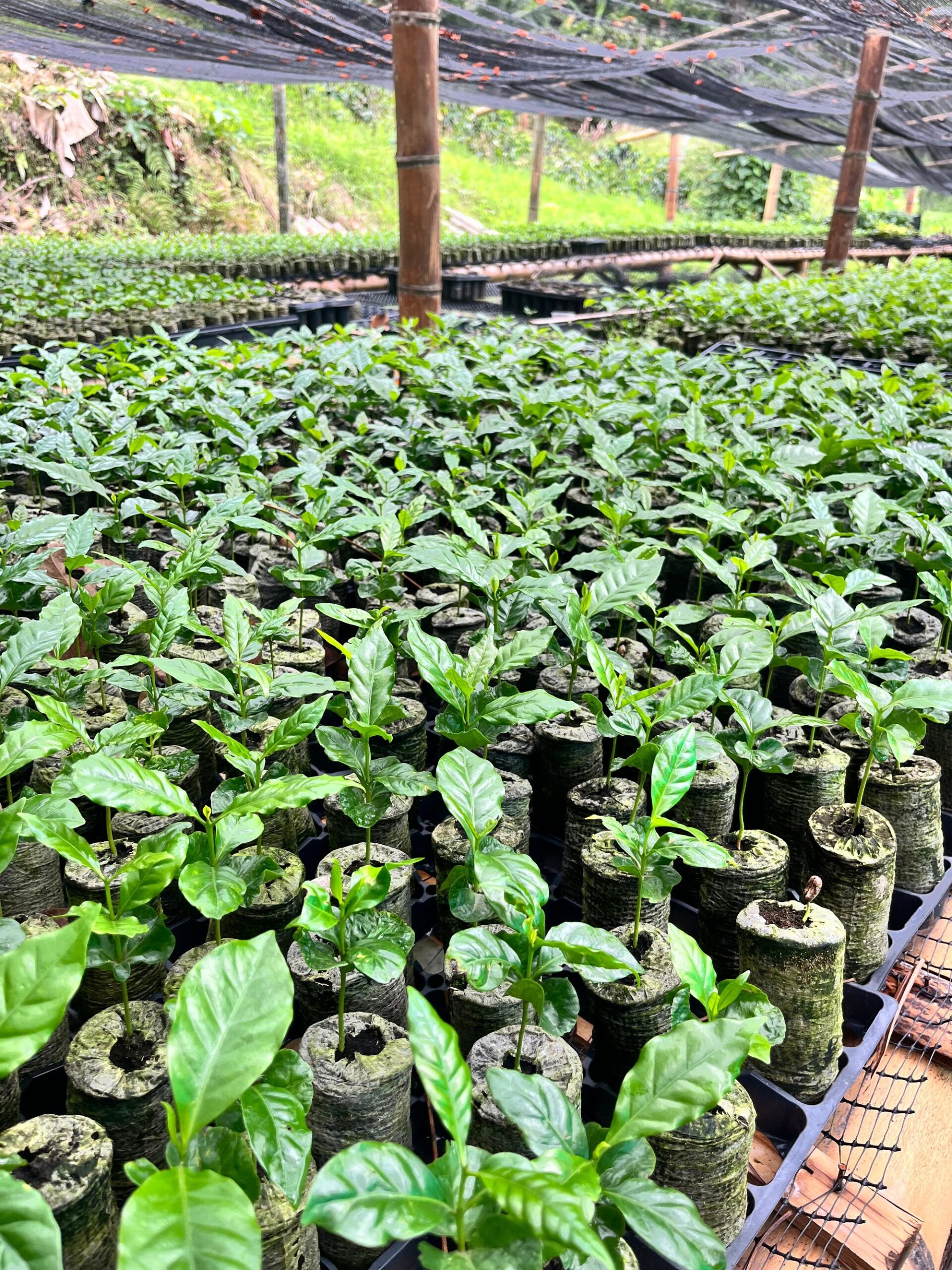 Coffee Production in Latin America: Market Trends, Sustainability, and the Role of Propagation Media cover
