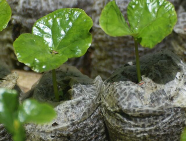 Coffee Soil Types and Nursery Choices: Reducing Risk Before Seedlings Reach the Field cover