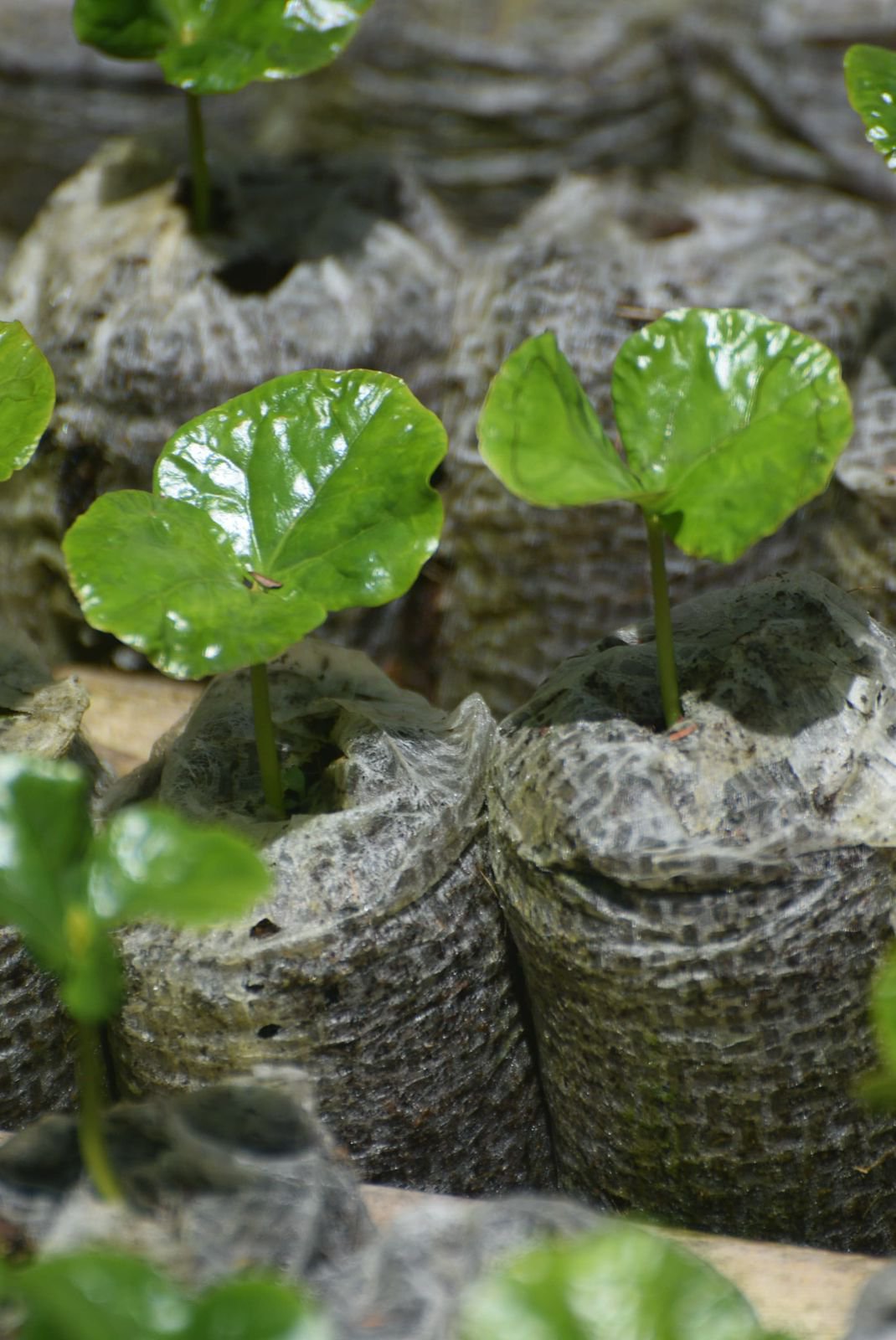 Coffee Soil Types and Nursery Choices: Reducing Risk Before Seedlings Reach the Field cover