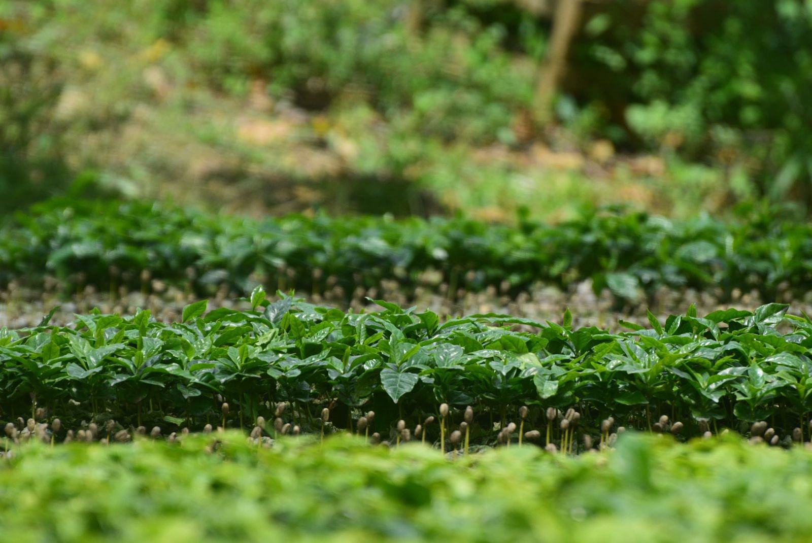 ​Moving Away From Plastic in Colombian Coffee Nurseries: What It Means for Growers cover