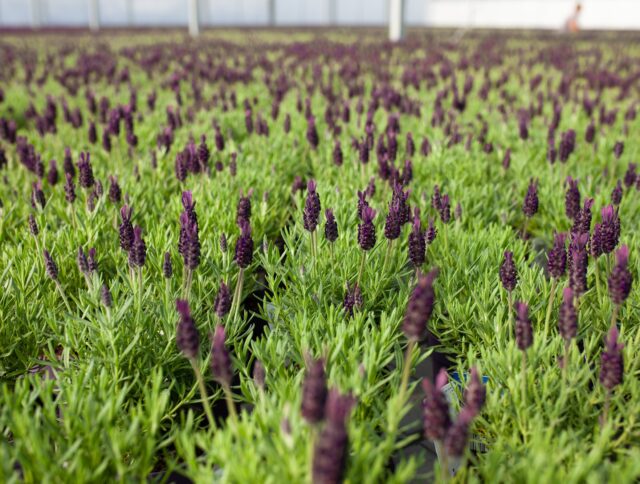 International Day of Plant Health 2026: Building Crop Health From the Root Zone Up cover