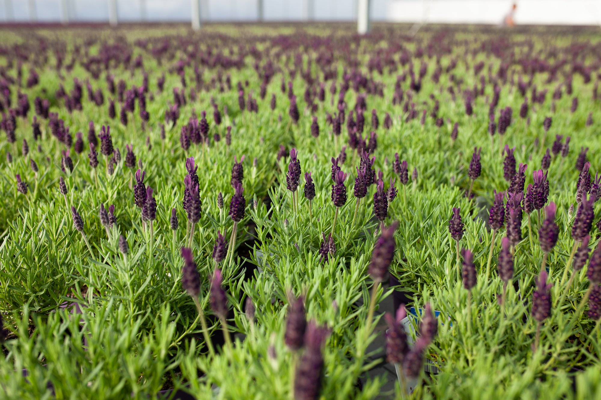 International Day of Plant Health 2026: Building Crop Health From the Root Zone Up cover