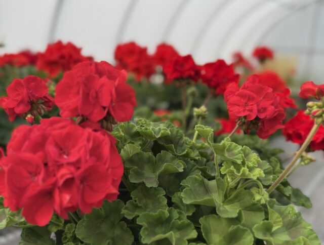 Spring Flower Production: What the First Day of Spring Signals for Growers cover