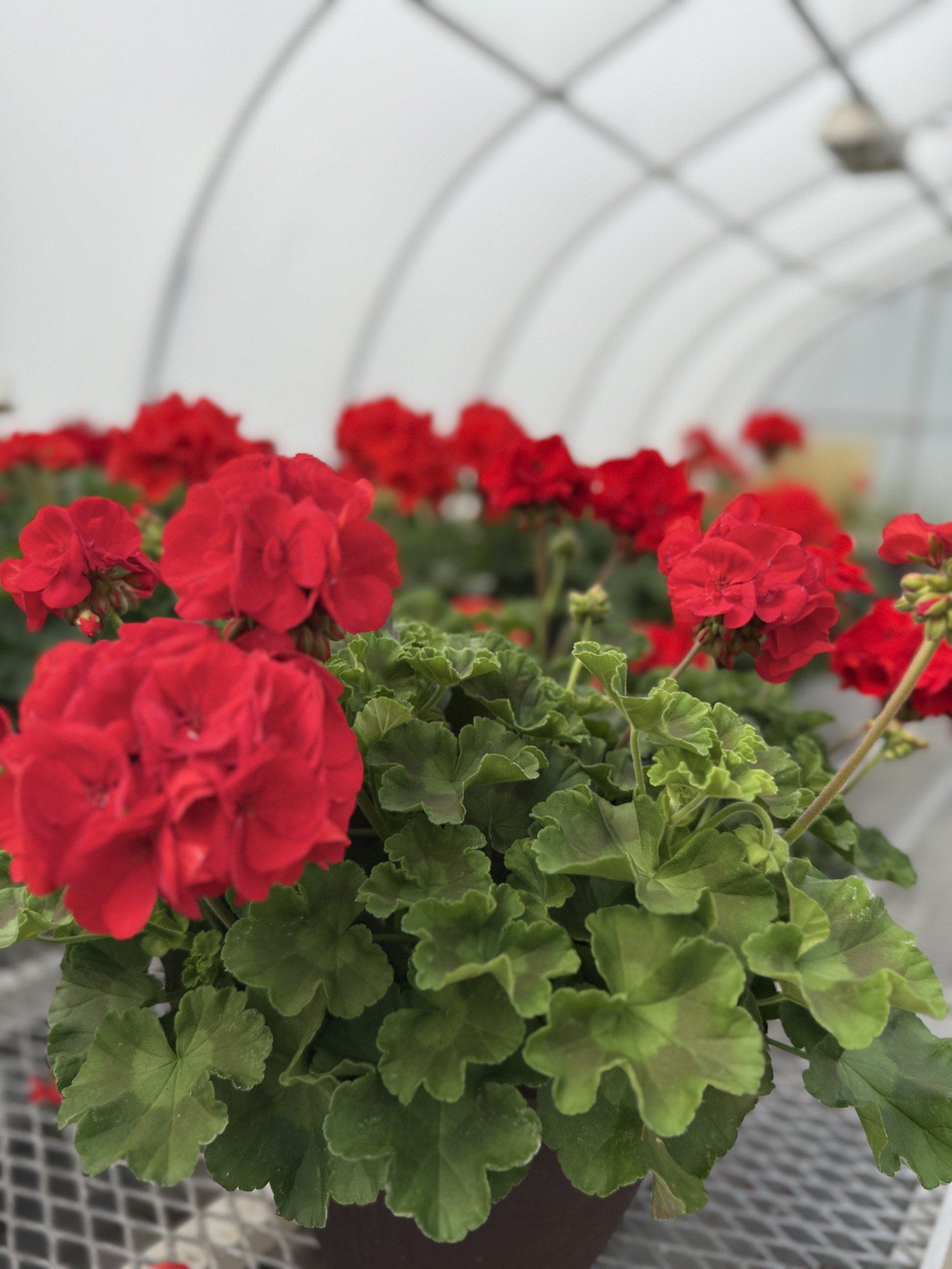 Spring Flower Production: What the First Day of Spring Signals for Growers cover