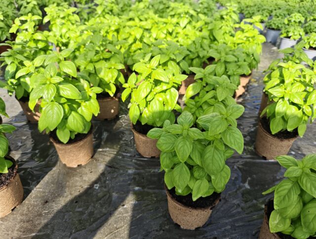 Introducing Jiffy Pot R3: A Cleaner Fiber Pot for Retail and Landscaping Crops cover