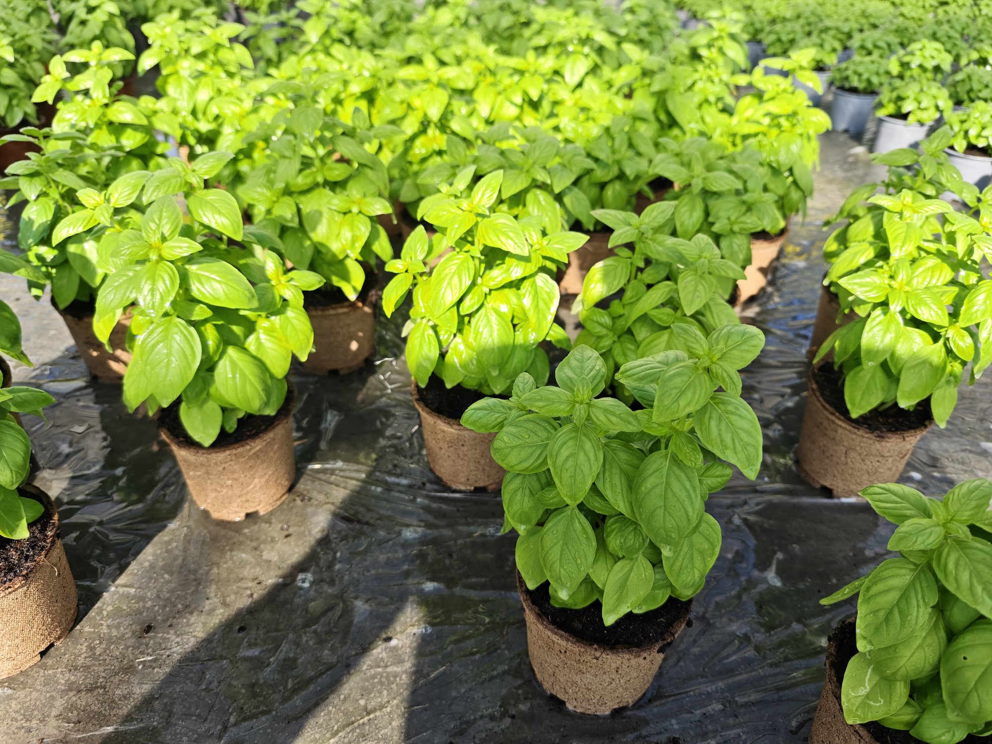 Introducing Jiffy Pot R3: A Cleaner Fiber Pot for Retail and Landscaping Crops cover