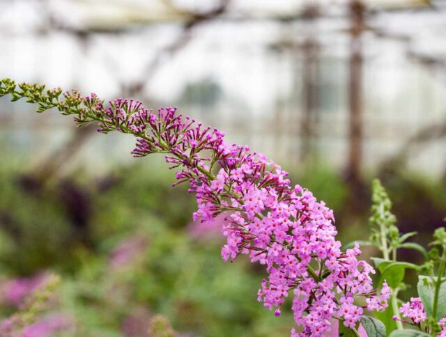 Mother’s Day Flowers and What They Mean for Professional Growers cover