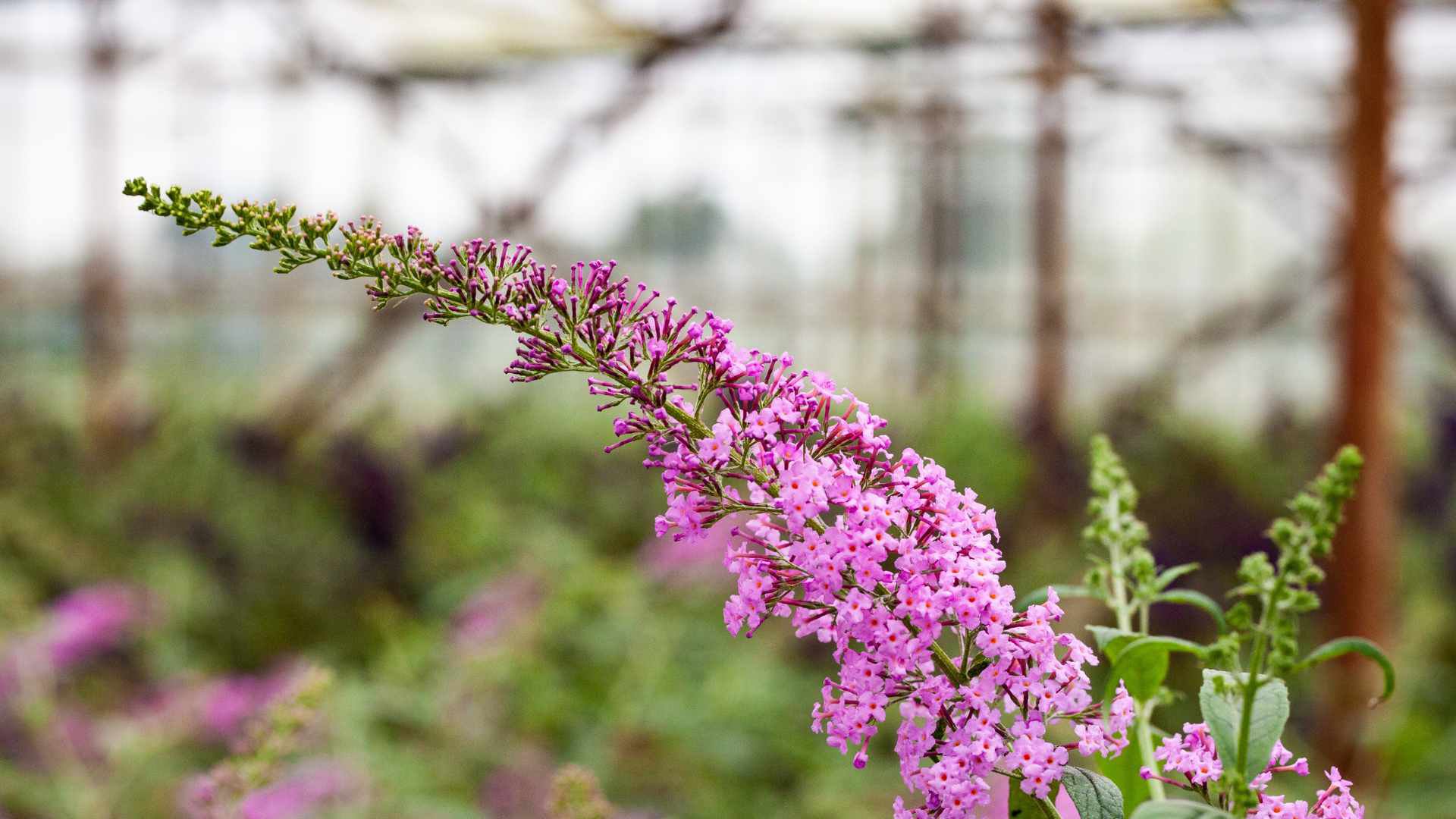 Mother’s Day Flowers and What They Mean for Professional Growers cover