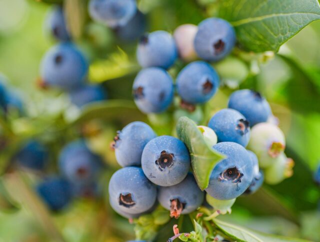 Food Safety Starts at the Roots: Clean Substrates for Resilient Crops cover