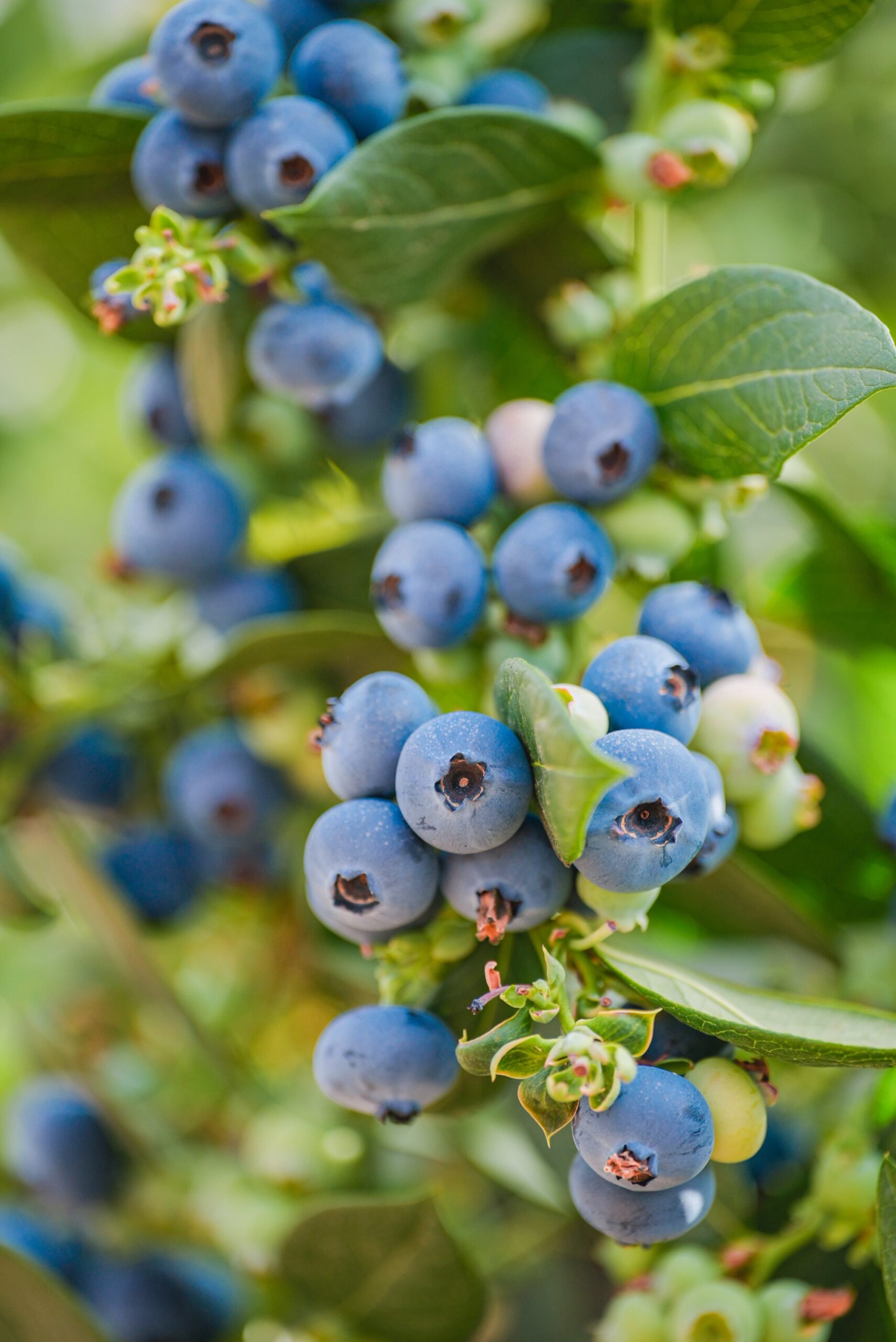Food Safety Starts at the Roots: Clean Substrates for Resilient Crops cover