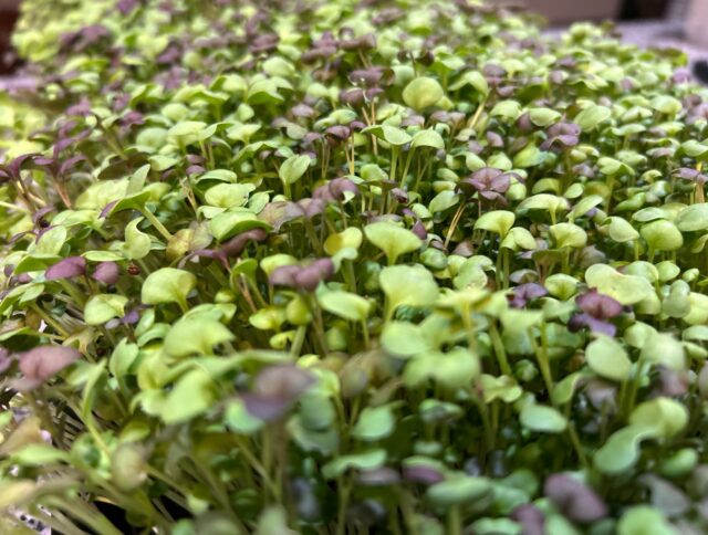 How Jiffy Gel Supports Cleaner, More Consistent Microgreens Production cover