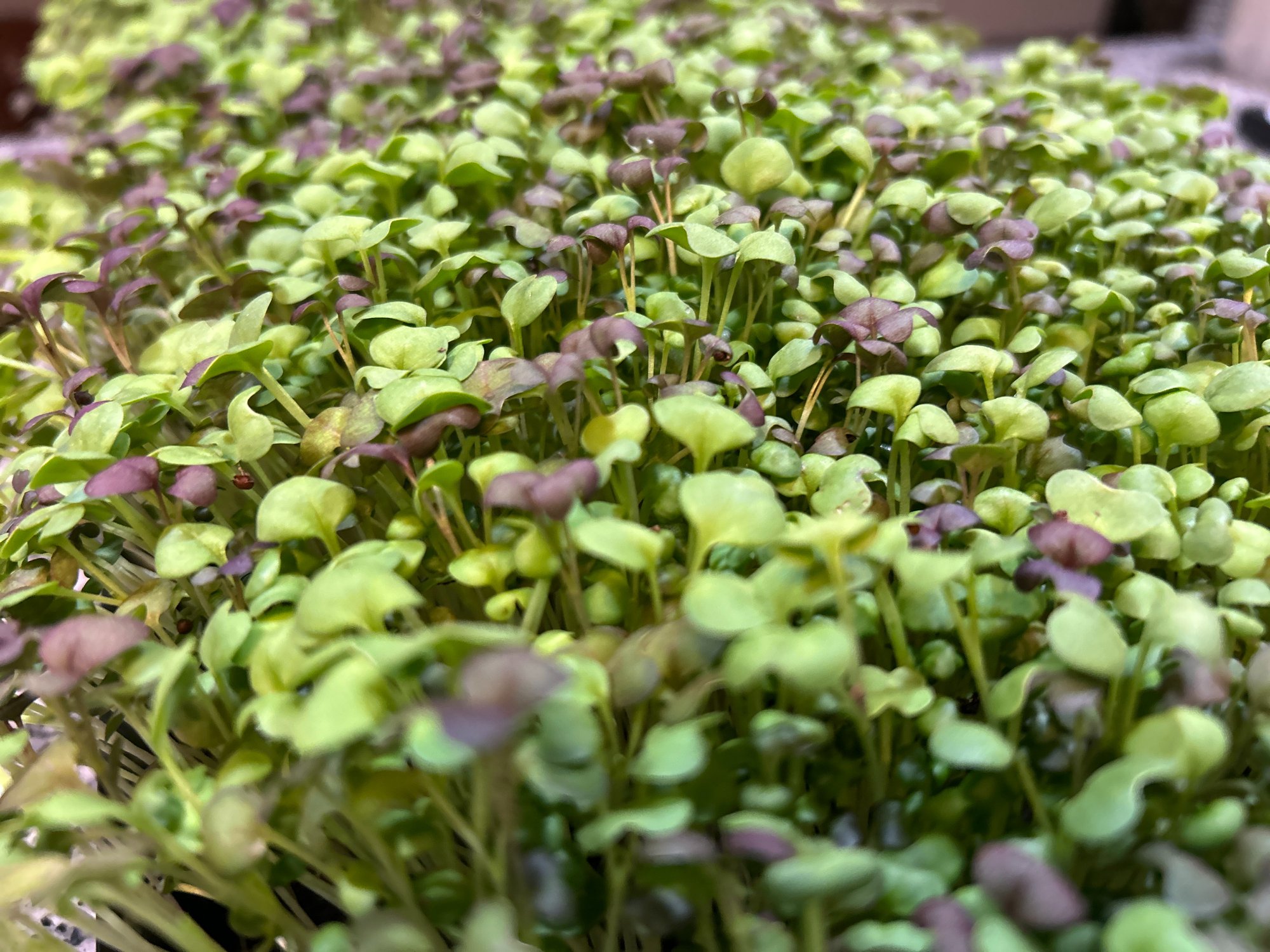 How Jiffy Gel Supports Cleaner, More Consistent Microgreens Production cover