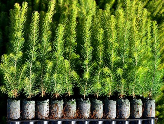 International Day of Forests 2026: What Forestry Nurseries See Long Before Trees Reach the Field cover