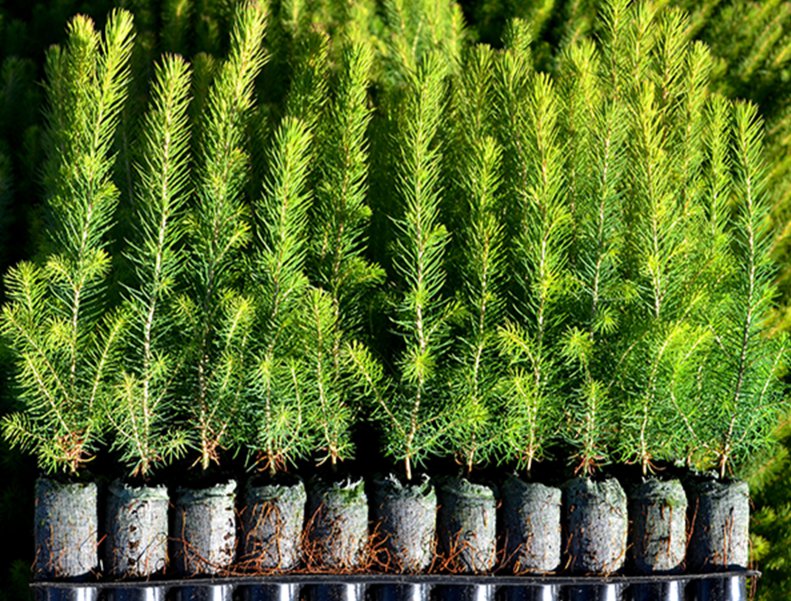 International Day of Forests 2026: What Forestry Nurseries See Long Before Trees Reach the Field cover