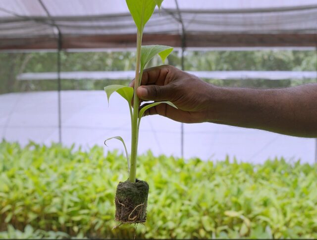 How Jiffy Pellets Help Banana Nurseries Improve Tissue-Culture Propagation cover