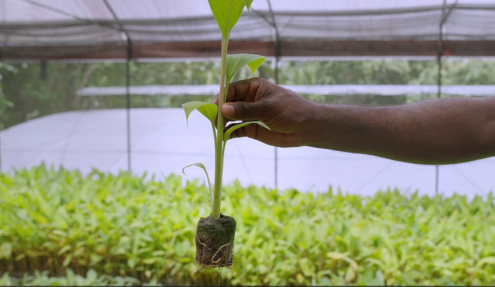 How Jiffy Pellets Help Banana Nurseries Improve Tissue-Culture Propagation cover