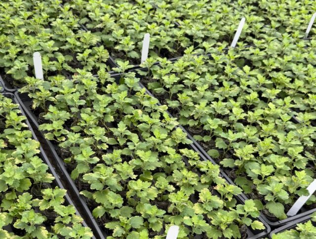 A Better Start for Poinsettias: How Jiffy Pellets Helped One Grower Improve Rooting and Reduce Losses cover