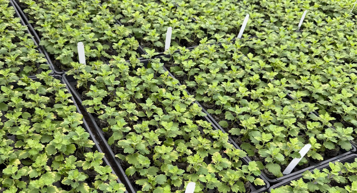 A Better Start for Poinsettias: How Jiffy Pellets Helped One Grower Improve Rooting and Reduce Losses cover