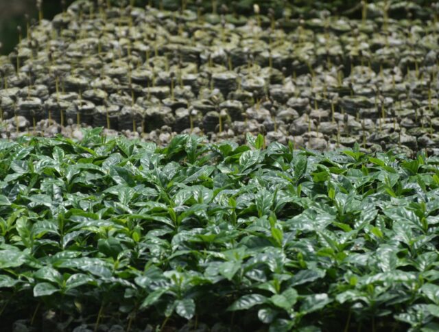 ​Propagation for Coffee Production: Building a Stronger Start in the Nursery cover