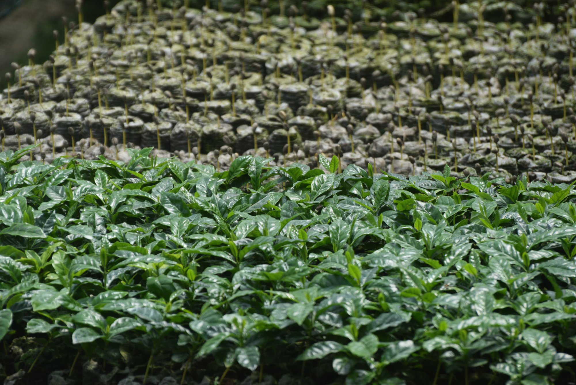 ​Propagation for Coffee Production: Building a Stronger Start in the Nursery cover