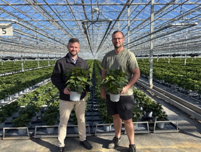 Consistent poinsettia crops with a peat-free growing media cover