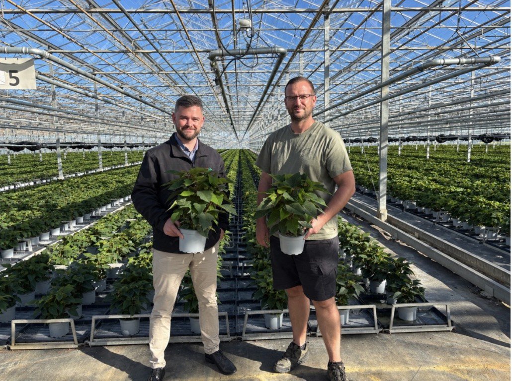 Consistent poinsettia crops with a peat-free growing media cover