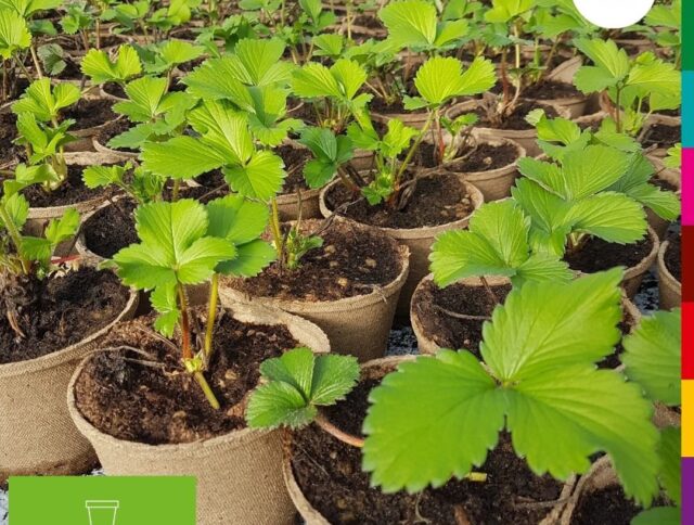 Jiffy Pots: Choosing the Right Pot for Your Plants cover