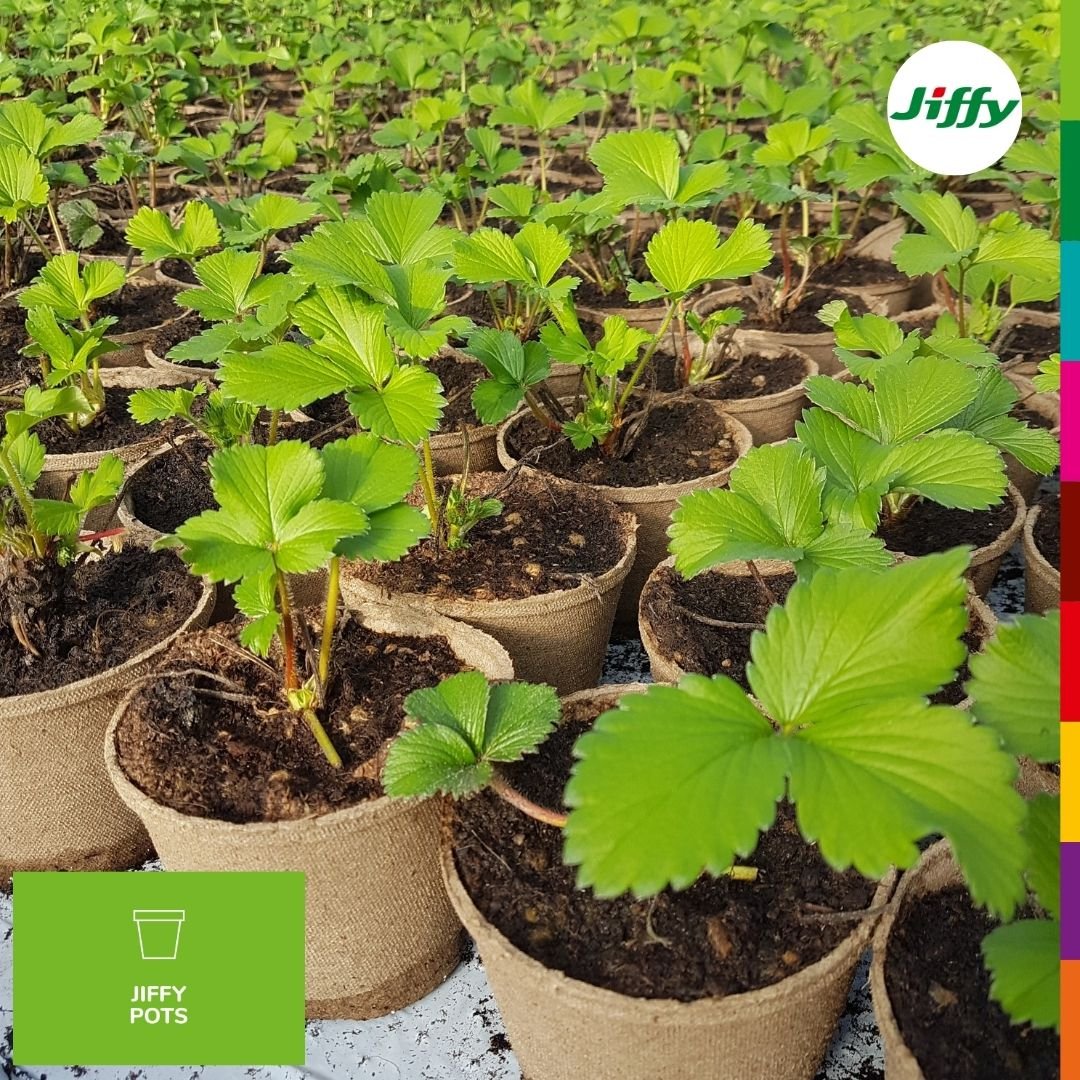 Jiffy Pots: Choosing the Right Pot for Your Plants cover