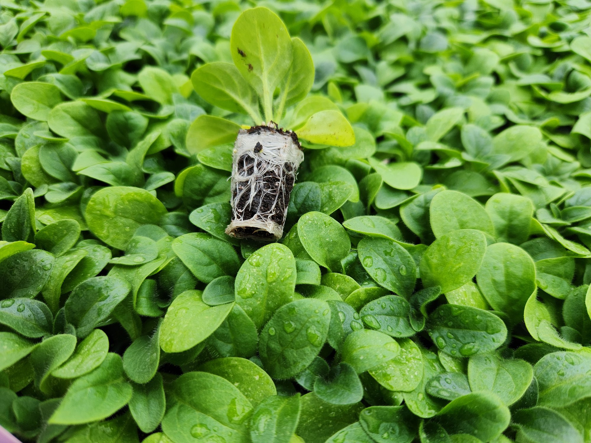 ​How to Choose the Right Propagation Media for Your Operation cover